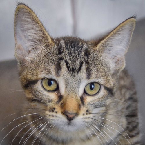 Artemis