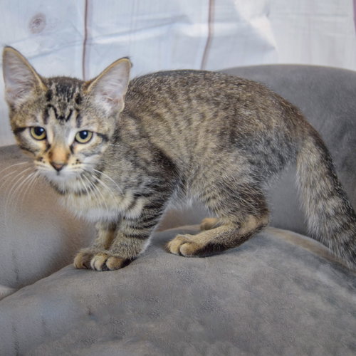 Artemis photo 2