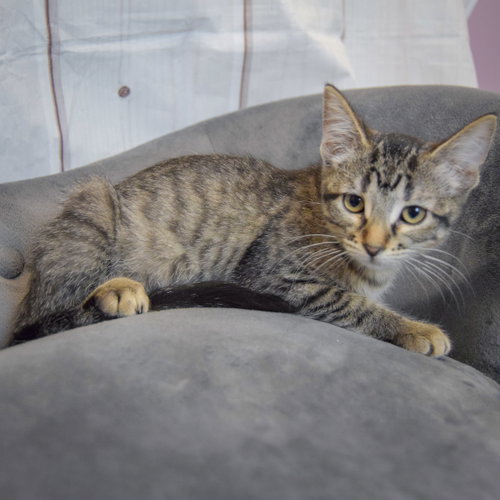 Artemis photo 3