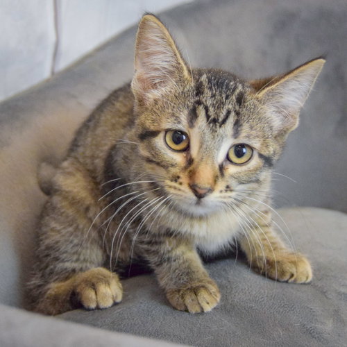 Artemis photo 4