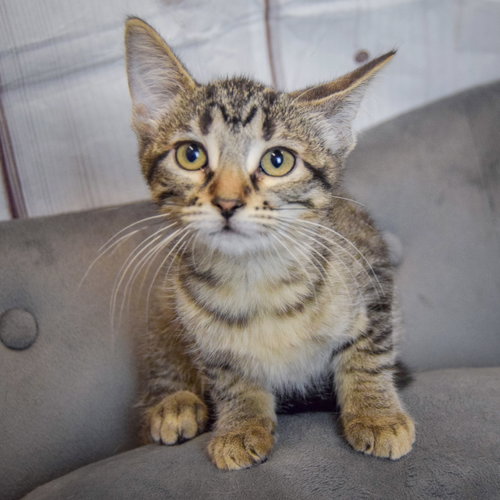 Artemis photo 5