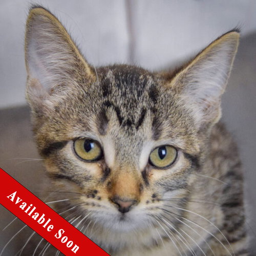 Artemis, a cat for adoption from Animal House Shelter, Inc.
