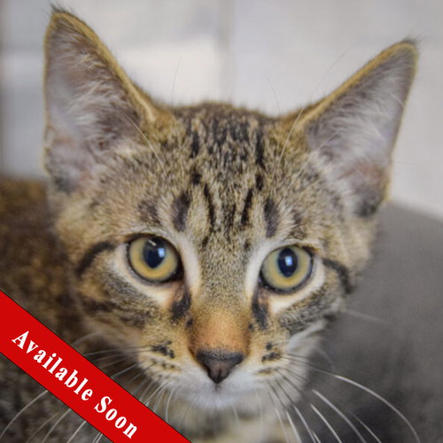 Poseidon, a cat for adoption from Animal House Shelter, Inc.