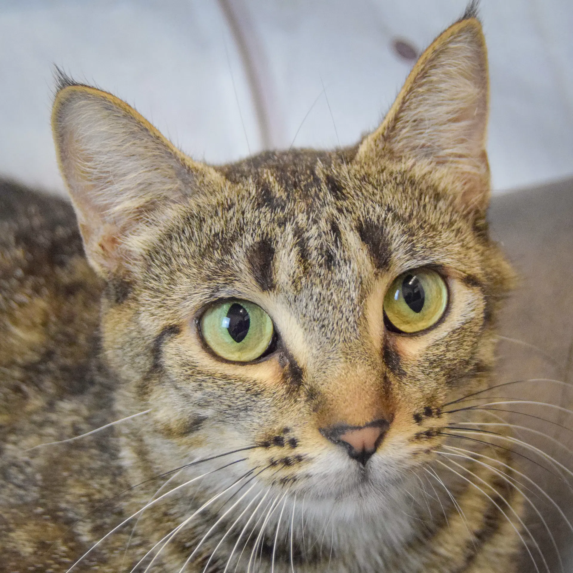 Molly - Tabby