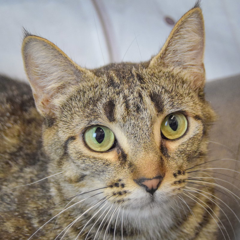 Molly, a young female Tabby cat up for adoption