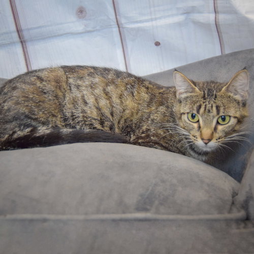 Molly photo 3
