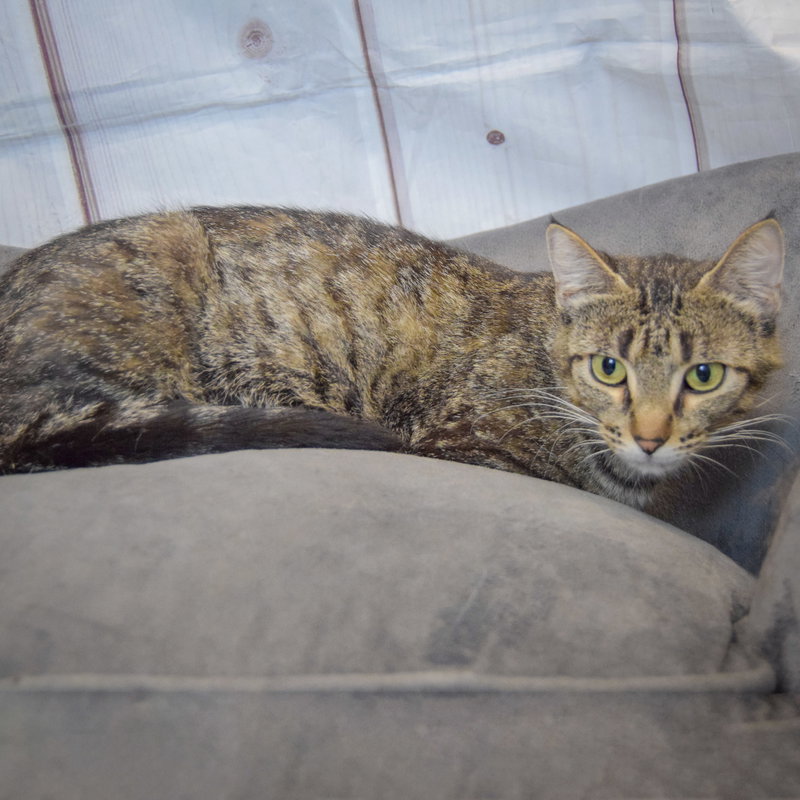 Molly, photo 3