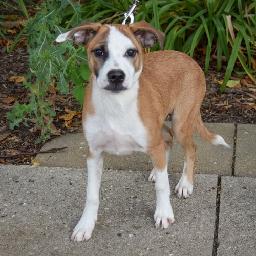 Hush Puppy photo 2