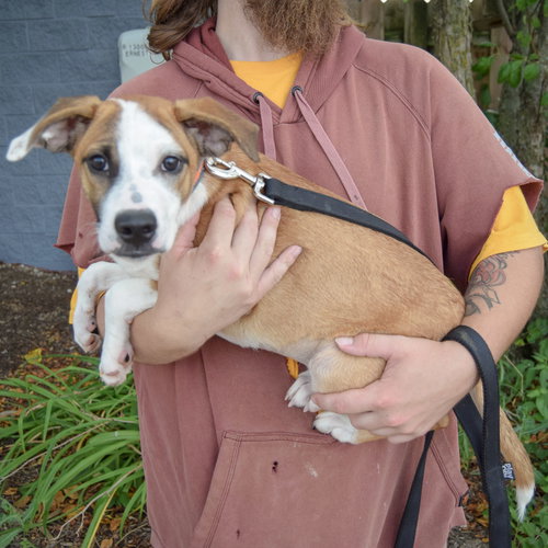 Hush Puppy photo 3