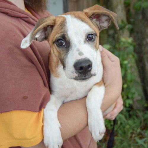 Hush Puppy photo 4