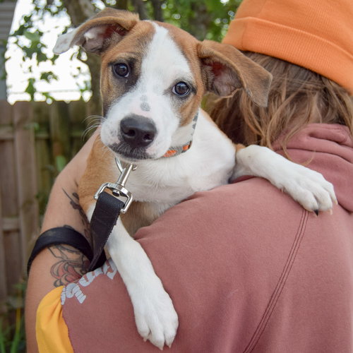 Hush Puppy photo 5