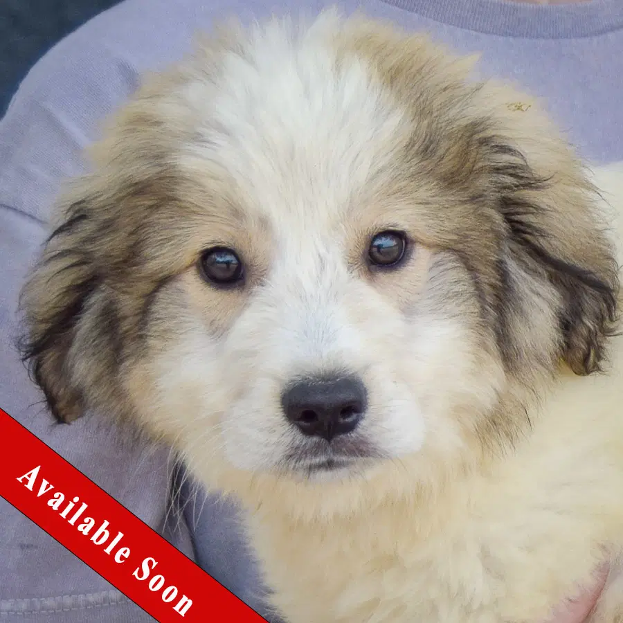 Cherry - Great Pyrenees