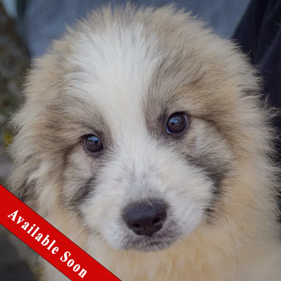 Forrest - Great Pyrenees