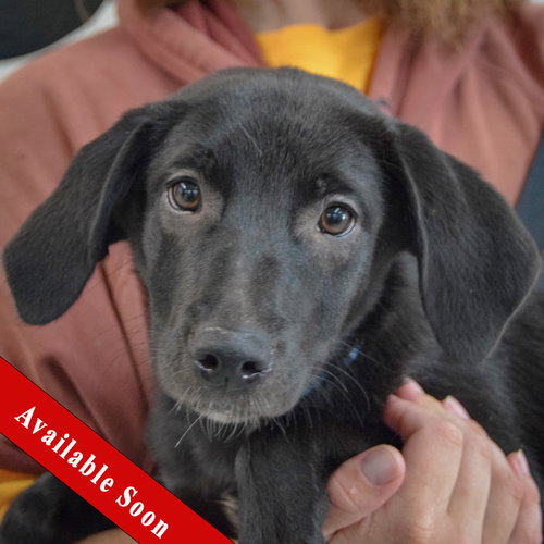Bonita, Black Labrador Retriever / Beagle / Mixed
