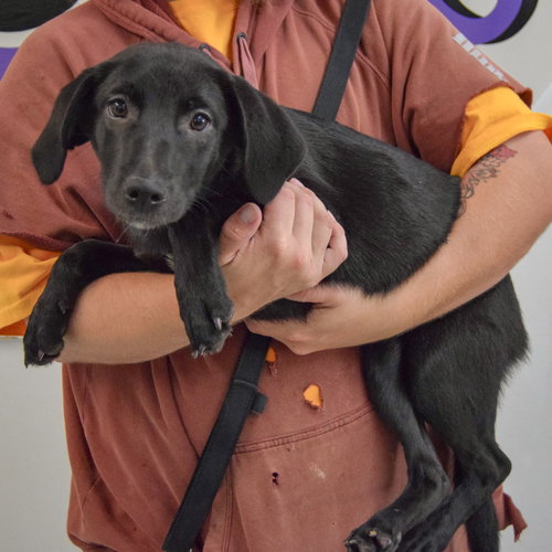 Bonita, an adoptable Black Labrador Retriever / Beagle / Mixed at Animal House Shelter — photo 2