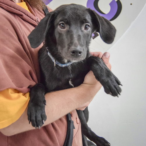 Bonita, an adoptable Black Labrador Retriever / Beagle / Mixed at Animal House Shelter — photo 3