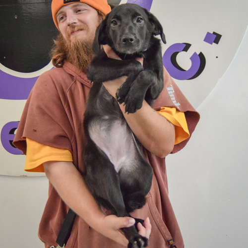 Bonita, an adoptable Black Labrador Retriever / Beagle / Mixed at Animal House Shelter — photo 4