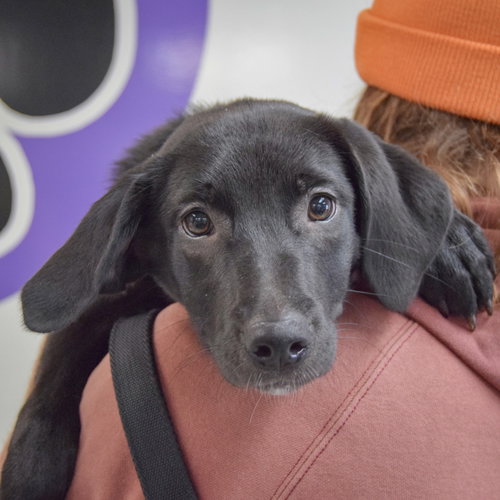 Bonita, an adoptable Black Labrador Retriever / Beagle / Mixed at Animal House Shelter — photo 5