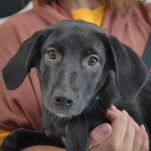 Bonita, an adoptable Black Labrador Retriever / Beagle / Mixed at Animal House Shelter — photo 6