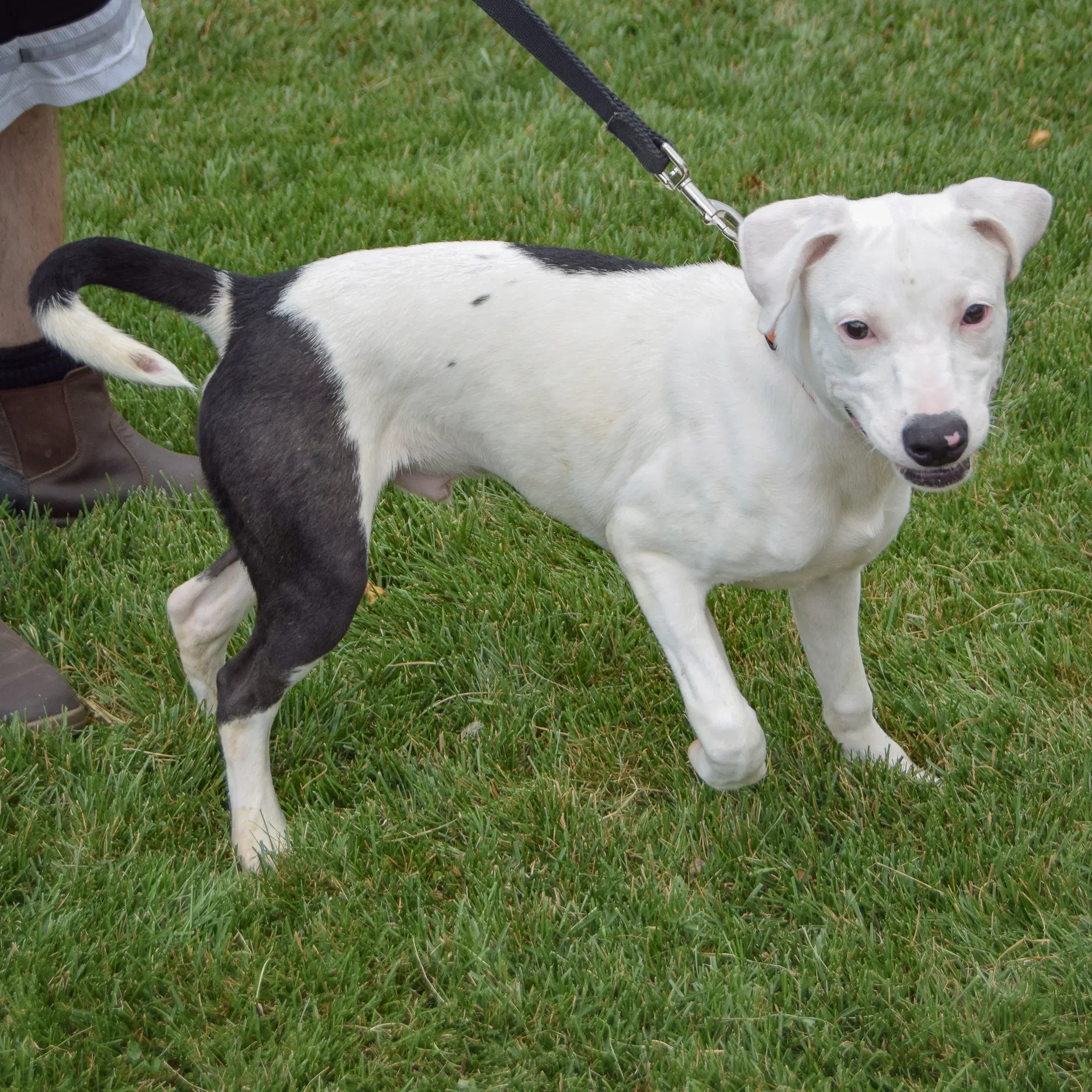 Pluto - American Staffordshire Terrier