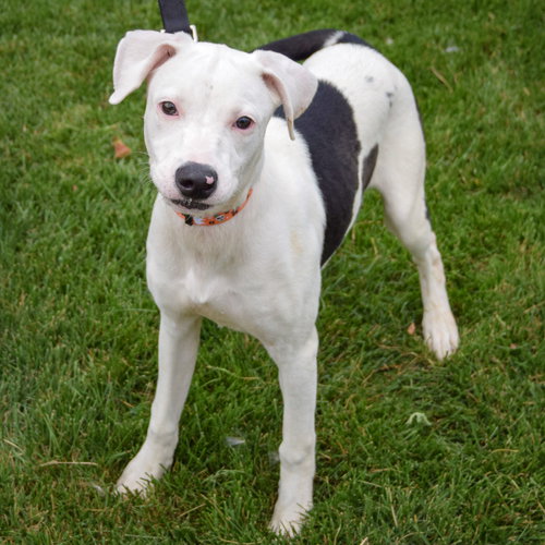 Pluto, an adoptable American Staffordshire Terrier / Labrador Retriever / Mixed at Animal House Shelter — photo 4