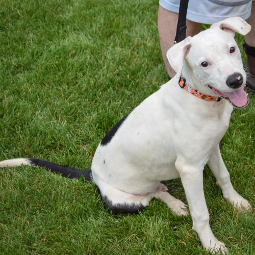 Pluto, an adoptable American Staffordshire Terrier / Labrador Retriever / Mixed at Animal House Shelter — photo 2