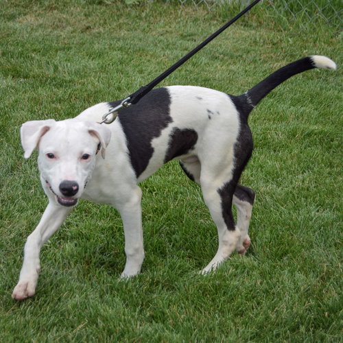 Pluto, an adoptable American Staffordshire Terrier / Labrador Retriever / Mixed at Animal House Shelter — photo 5