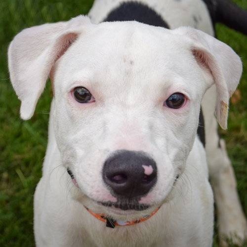Pluto, American Staffordshire Terrier / Labrador Retriever / Mixed