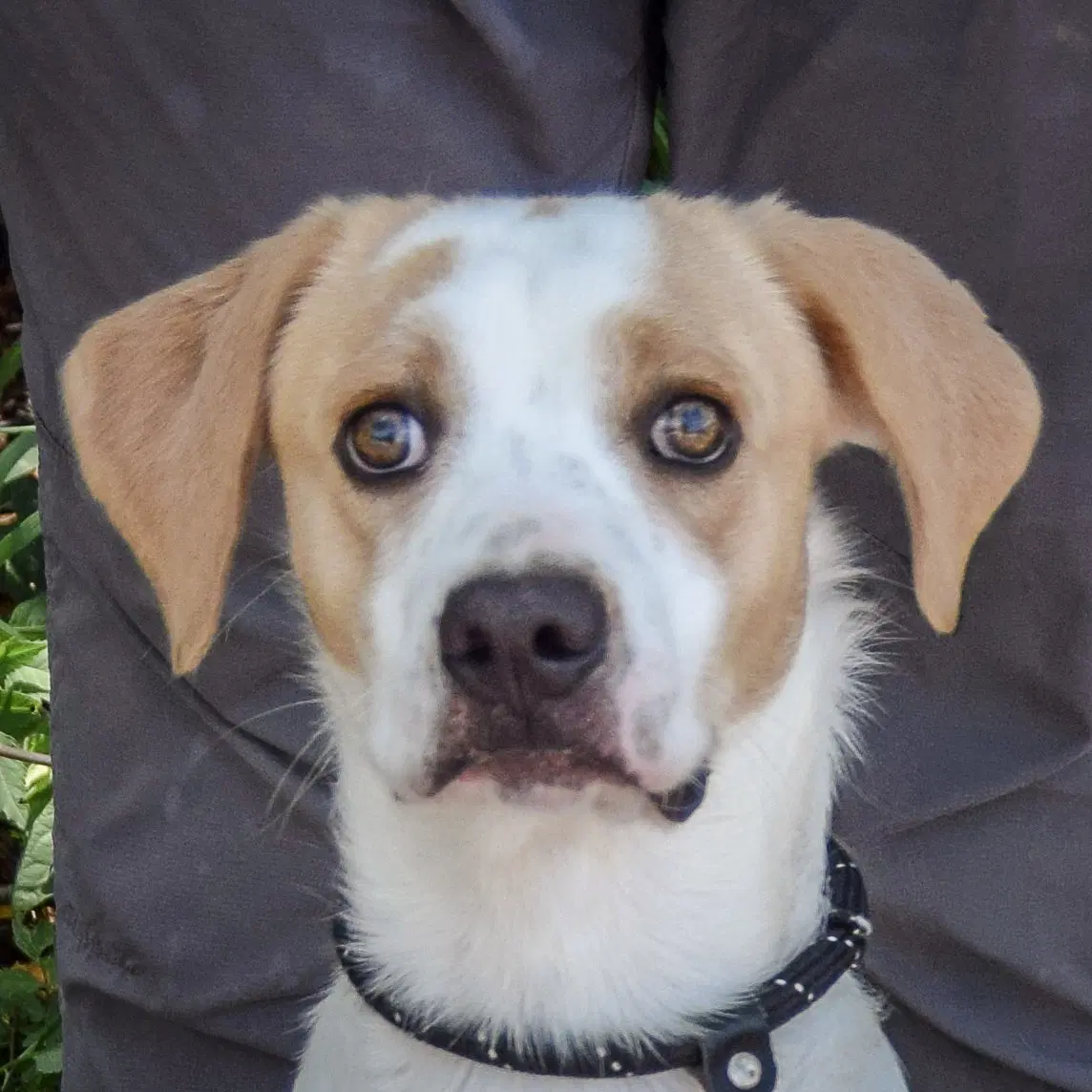 Clancy - Coonhound