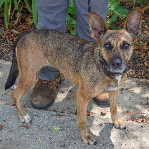 Maple, an adoptable Dutch Shepherd / Cattle Dog / Mixed at Animal House Shelter — photo 2