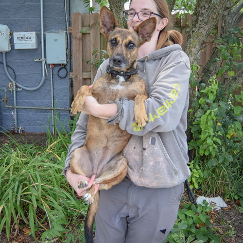 Maple, an adoptable Dutch Shepherd / Cattle Dog / Mixed at Animal House Shelter — photo 3