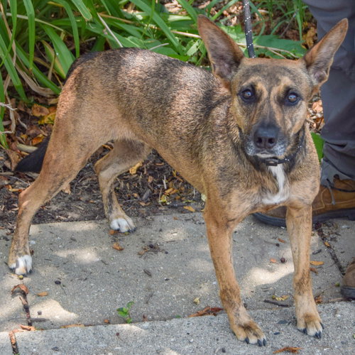 Maple, an adoptable Dutch Shepherd / Cattle Dog / Mixed at Animal House Shelter — photo 4