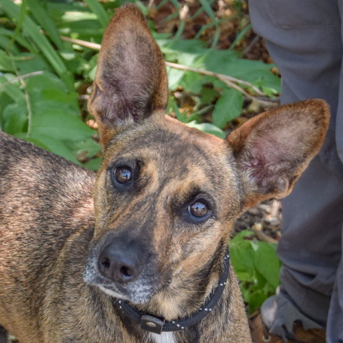 Maple, Dutch Shepherd / Cattle Dog / Mixed