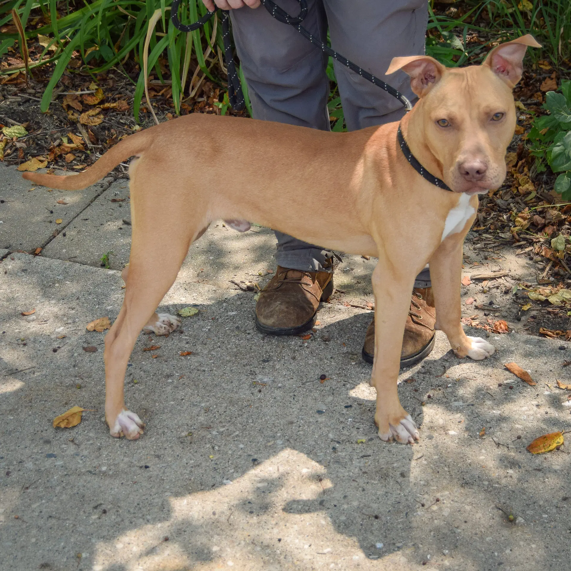 Sprout - American Staffordshire Terrier