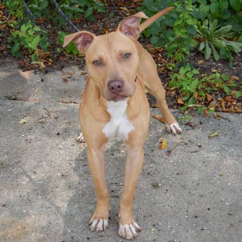 Sprout, an adoptable American Staffordshire Terrier / Vizsla / Mixed at Animal House Shelter — photo 3