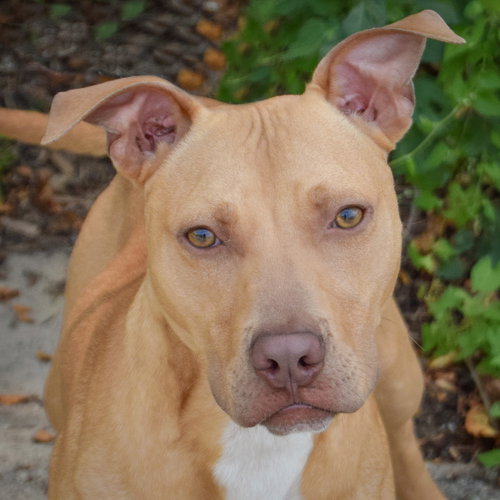 Sprout, American Staffordshire Terrier / Vizsla / Mixed
