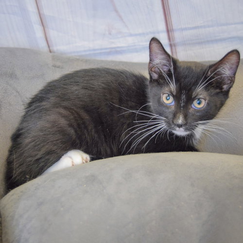 Queso photo 3