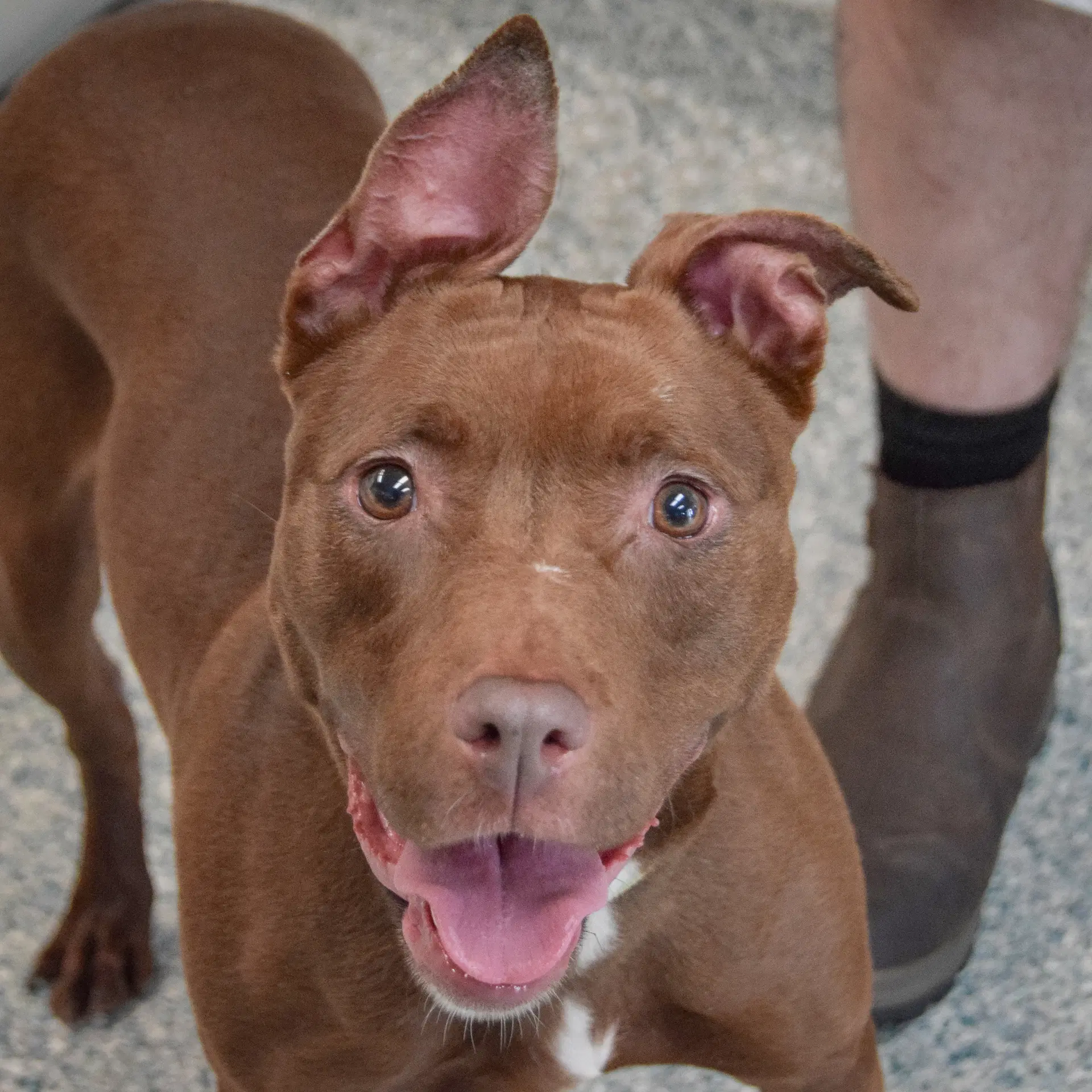Mabel - American Staffordshire Terrier