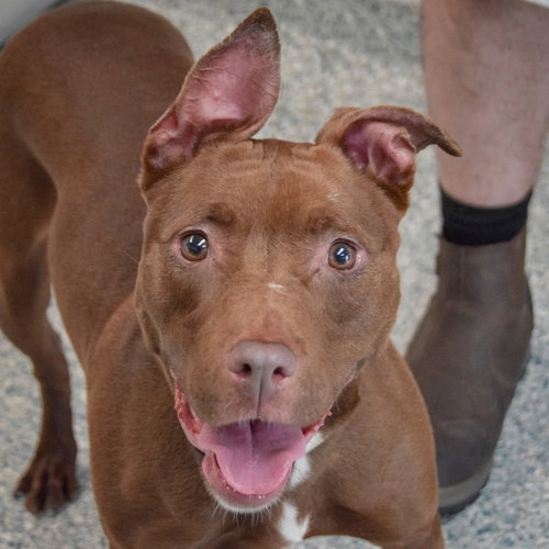 Mabel, an adoptable American Staffordshire Terrier / Boxer / Mixed at Animal House Shelter — photo 5