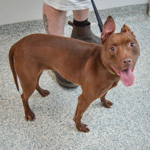 Mabel, an adoptable American Staffordshire Terrier / Boxer / Mixed at Animal House Shelter — photo 2