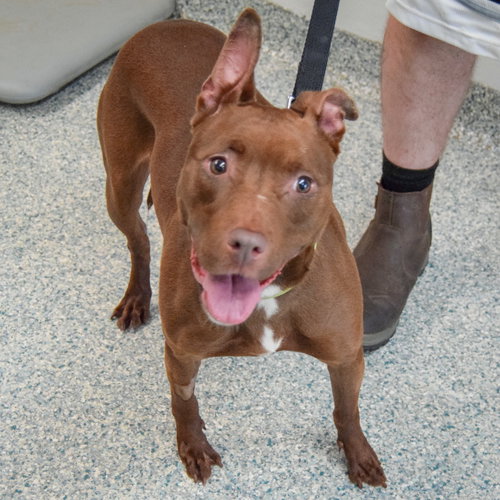 Mabel, an adoptable American Staffordshire Terrier / Boxer / Mixed at Animal House Shelter — photo 3