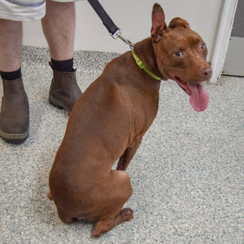 Mabel, an adoptable American Staffordshire Terrier / Boxer / Mixed at Animal House Shelter — photo 4