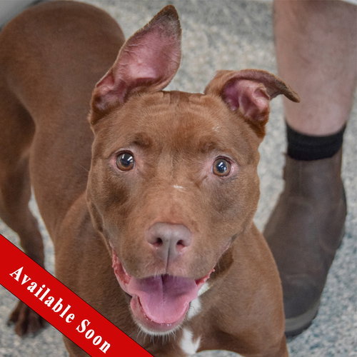 Mabel available through Animal House Shelter