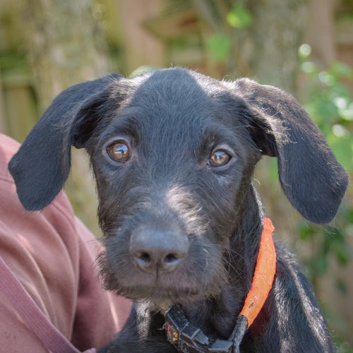 Eddie, Schnauzer / Black Labrador Retriever / Mixed