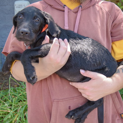Eddie, an adoptable Schnauzer / Black Labrador Retriever / Mixed at Animal House Shelter — photo 2
