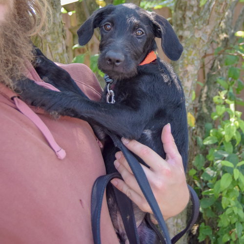 Eddie, an adoptable Schnauzer / Black Labrador Retriever / Mixed at Animal House Shelter — photo 4