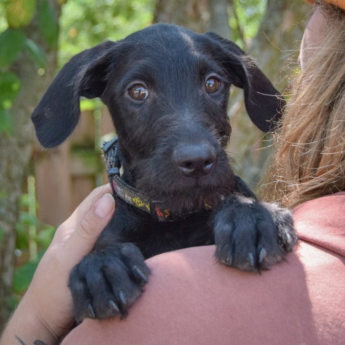 Eddie, an adoptable Schnauzer / Black Labrador Retriever / Mixed at Animal House Shelter — photo 5