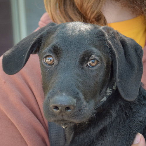 Marshall, Schnauzer / Black Labrador Retriever / Mixed