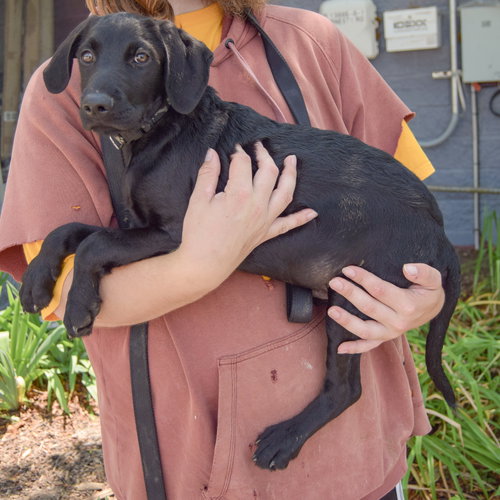 Marshall, an adoptable Schnauzer / Black Labrador Retriever / Mixed at Animal House Shelter — photo 2