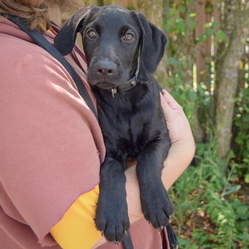 Marshall, an adoptable Schnauzer / Black Labrador Retriever / Mixed at Animal House Shelter — photo 3